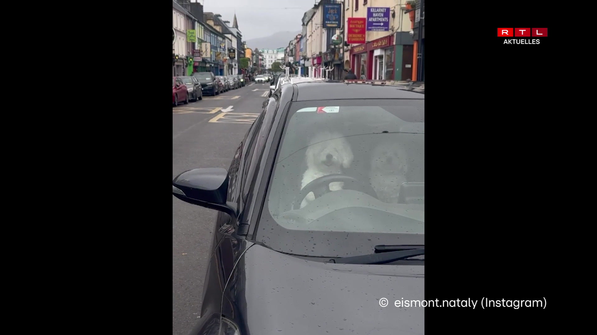 Irland: Mupp benotzt Tut vum Auto, fir op sech opmierksam ze maachen