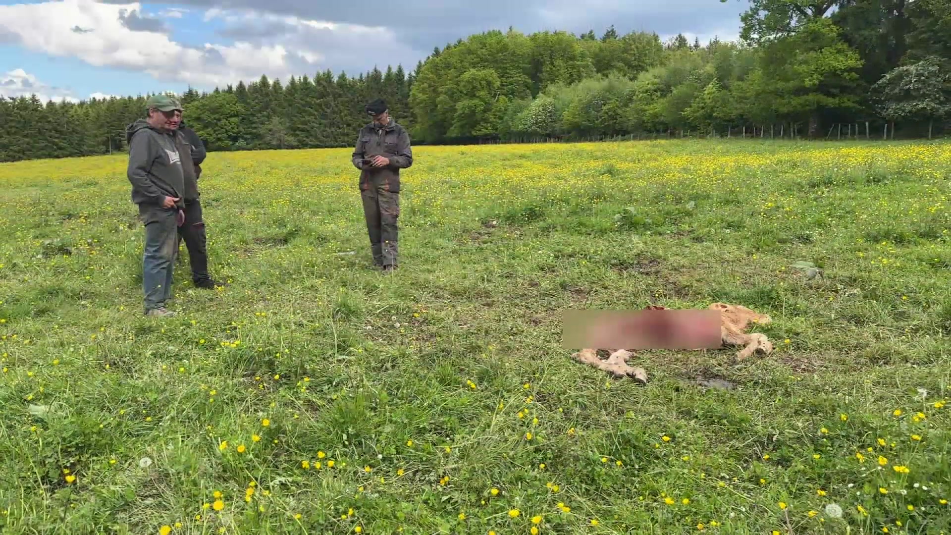 Resultater feelen nach: Dreift de Wollef säin Onwiesen am Éislek?