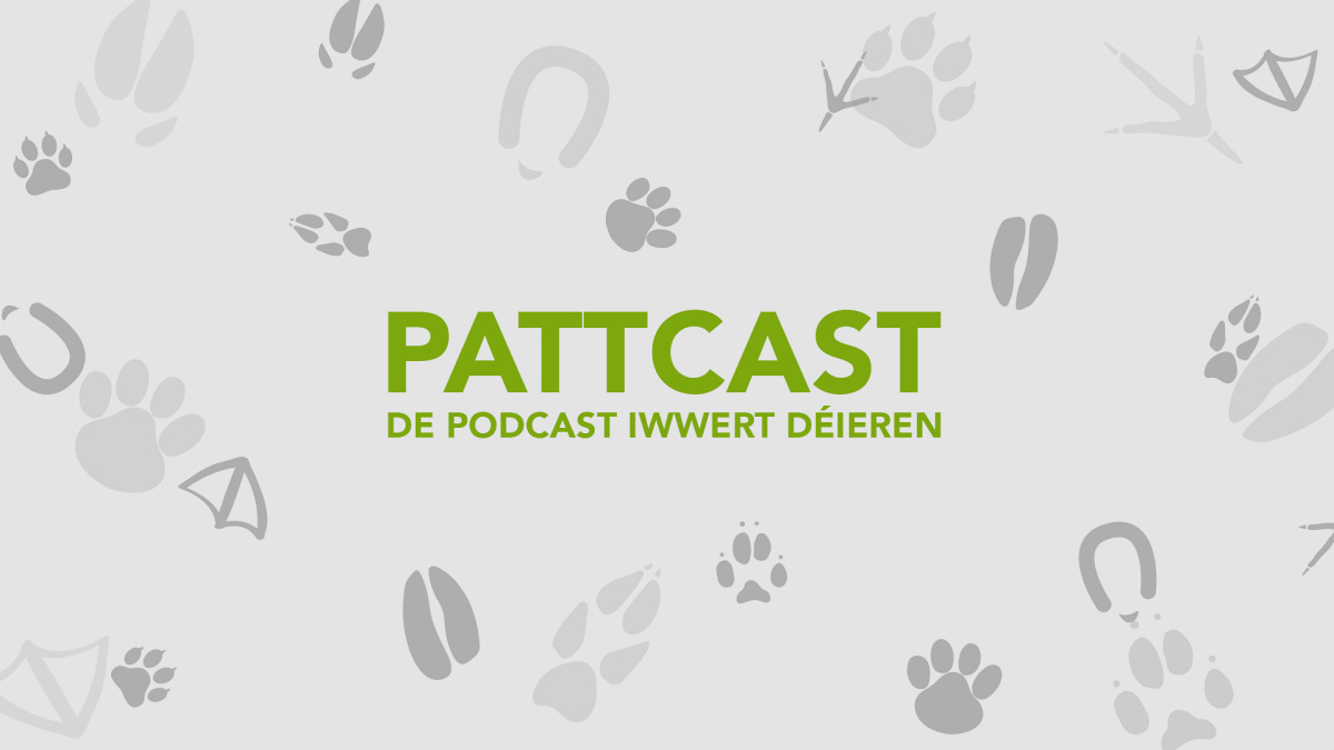 Episod 2 - Verhalenstherapie bei Kazen