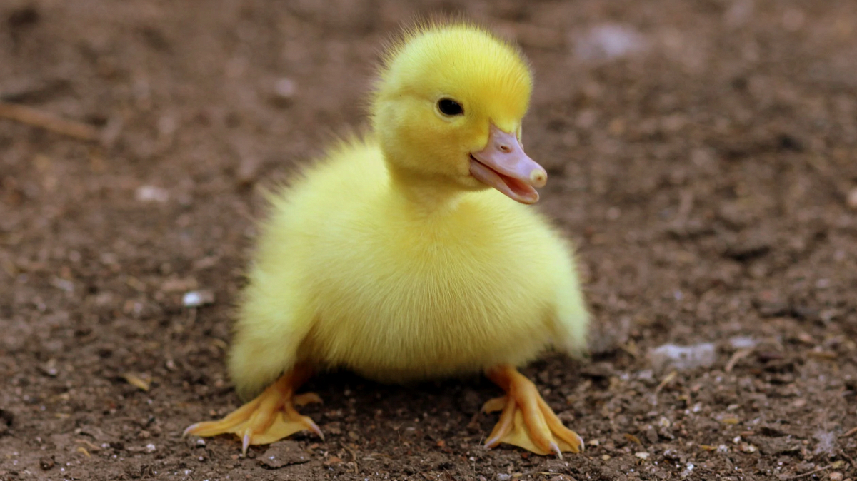 What The Duck?