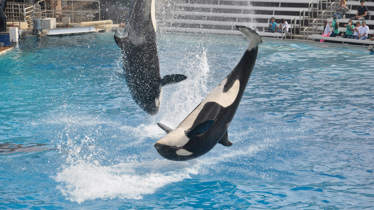 Higher Lower Hump Day