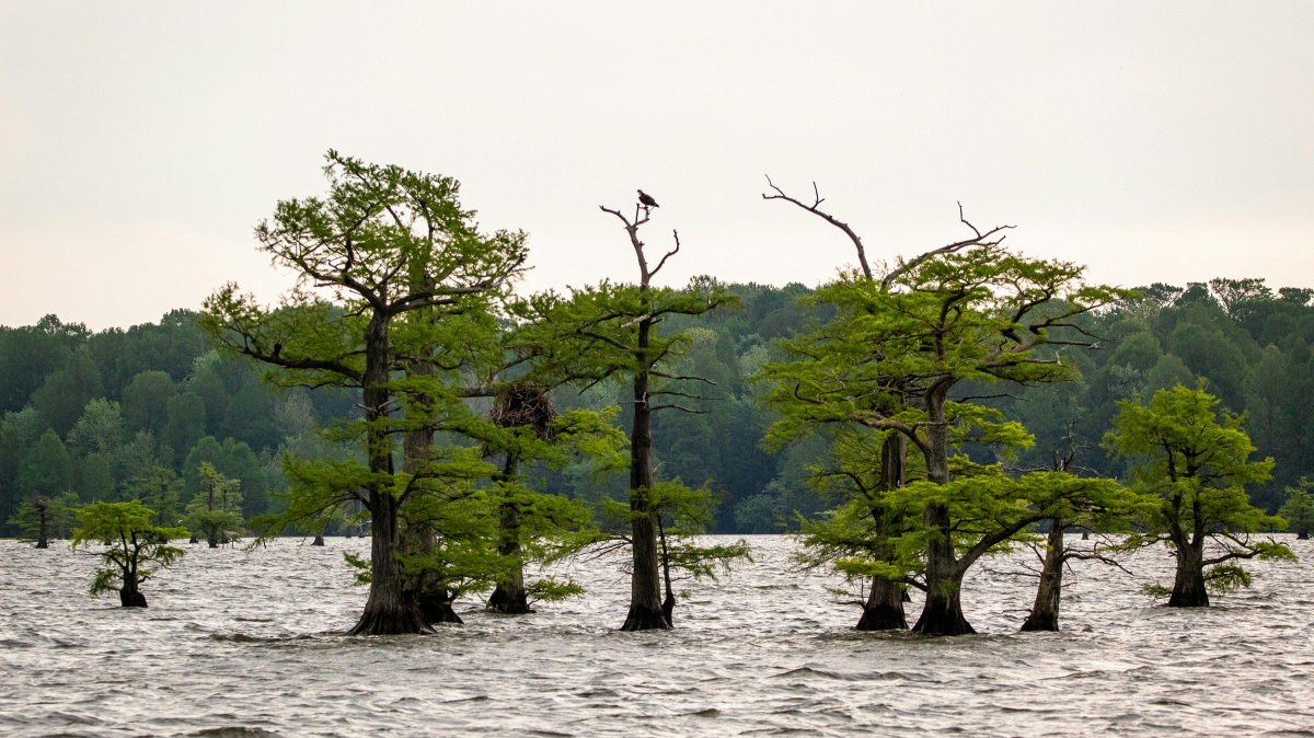 Episod 42: Tennessee