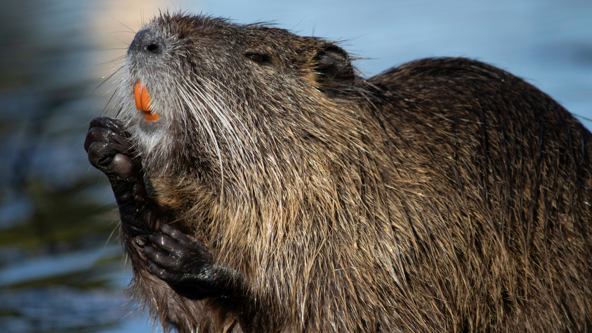 Not News Quiz: Old cake, Sexy men and Beavers