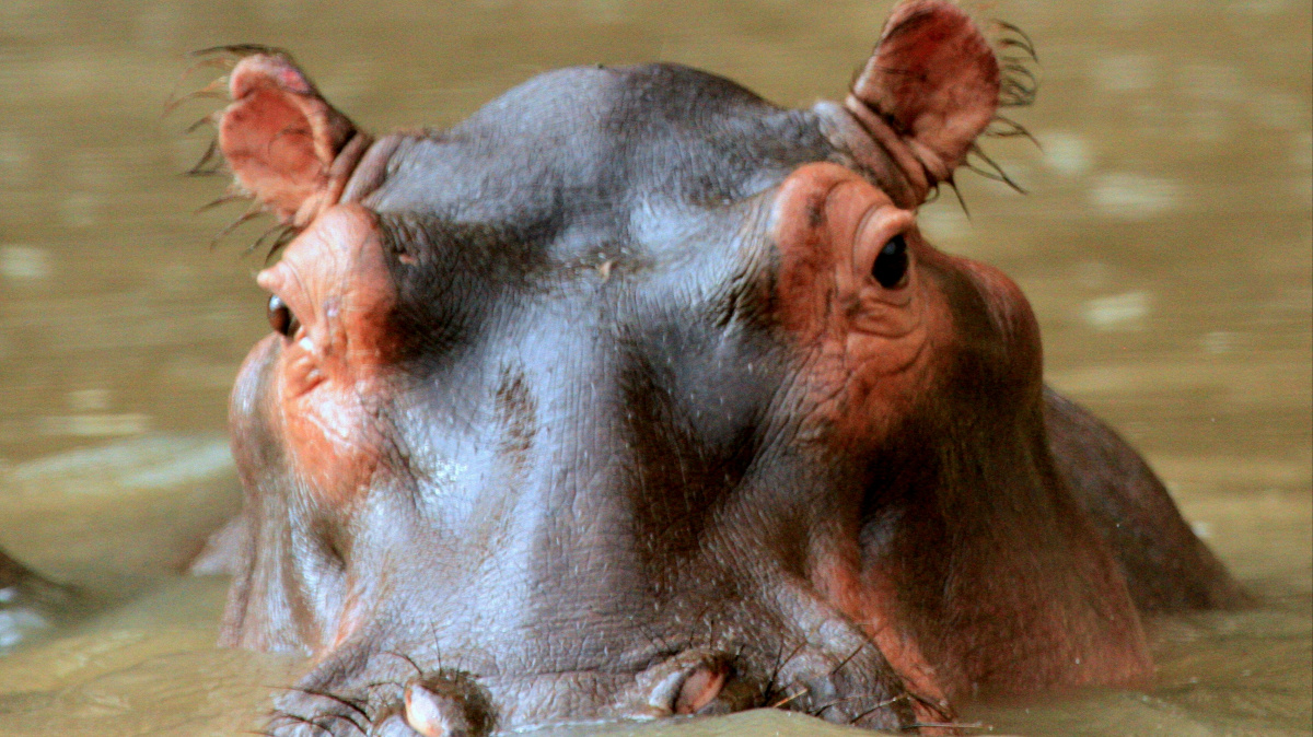 A Tale of Two Fatties: Hippo vs Brown Bear