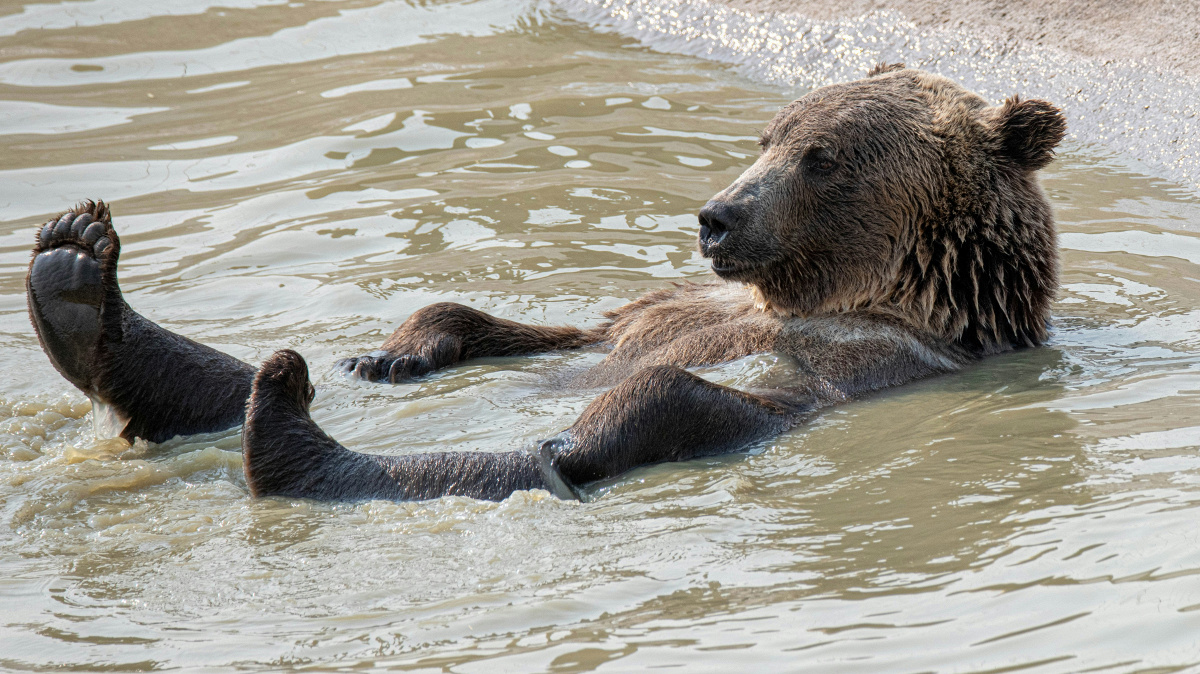 Higher Lower: Bears, Hippos and Big Macs
