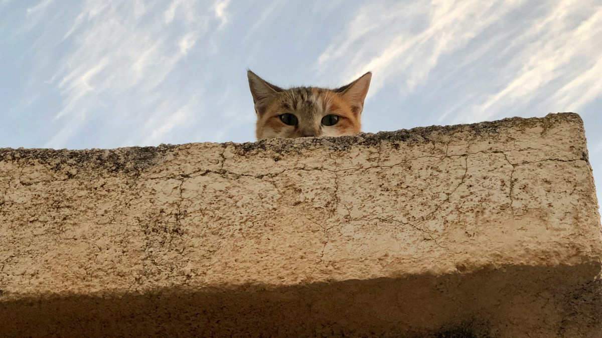 New Noise: Episode 201 27.10.25