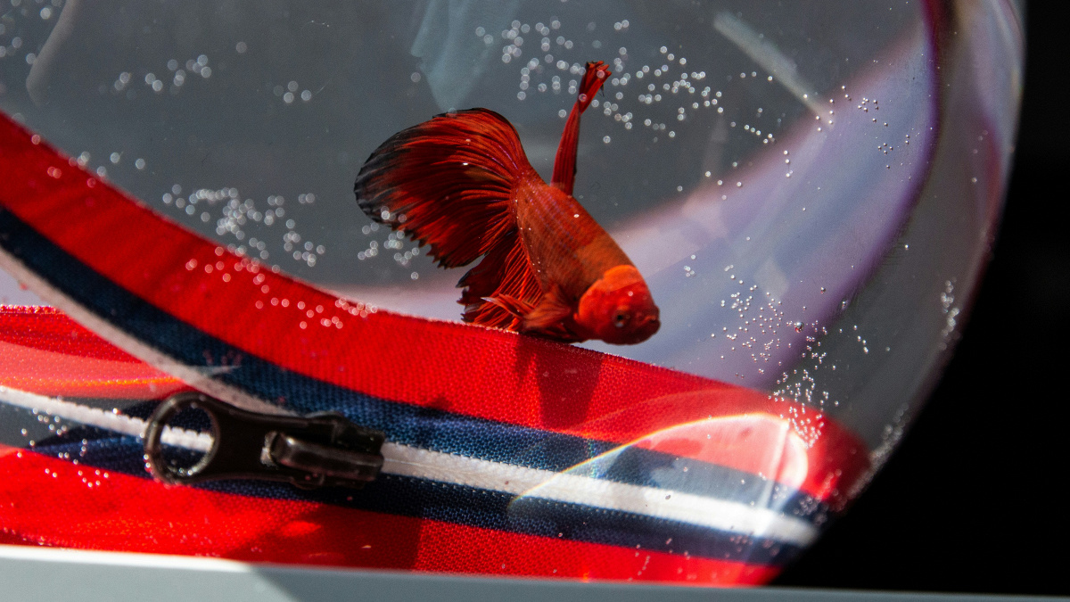 New Noise: Episode 203 - 29.10.25