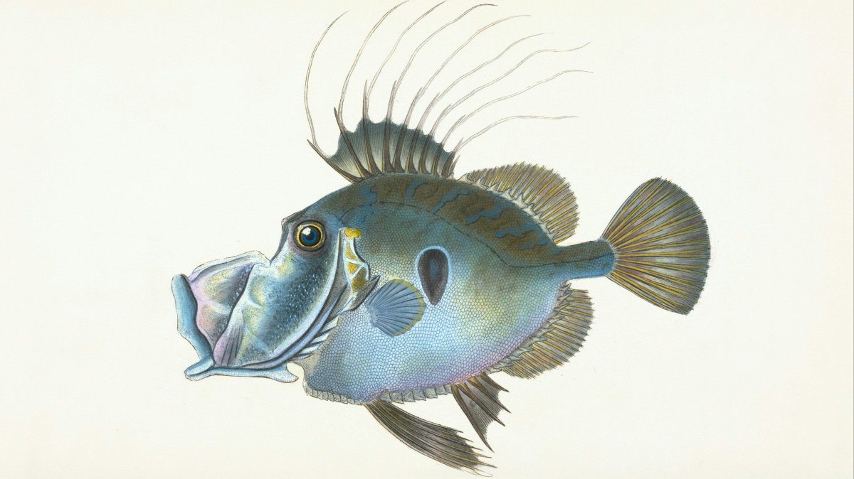 New Noise: Episode 209 06.11.25