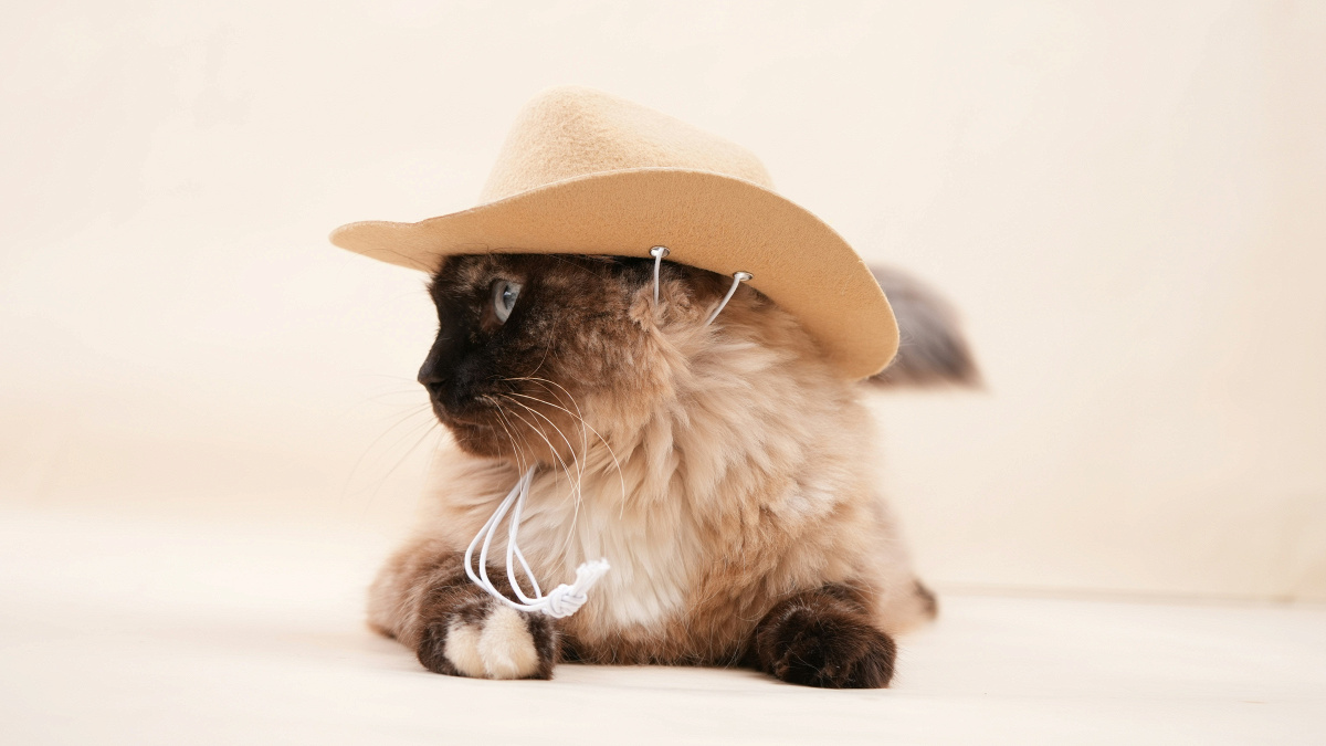 New Noise: Episode 212 11.11.25