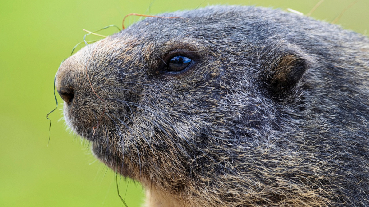Muermeldéier, Mythen a Meteorologie - Groundhog Day