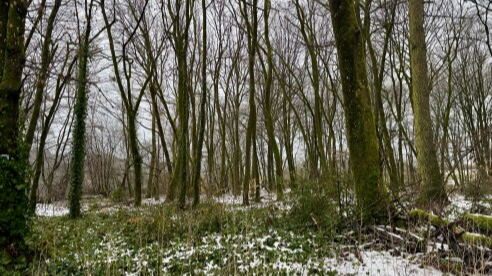 Drëtte Bësch- a Juegddësch : Kompromësser op verschiddenen Niveauen