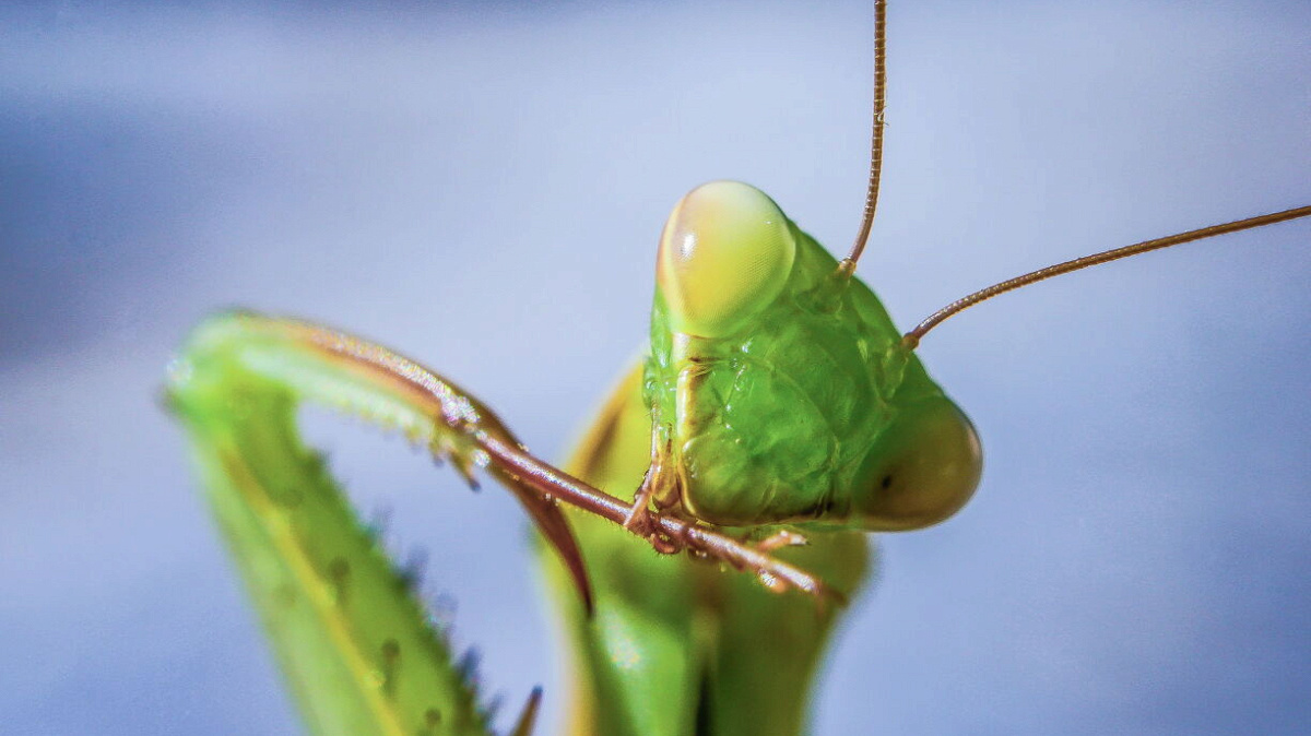 Eng Insektewelt am Wandel