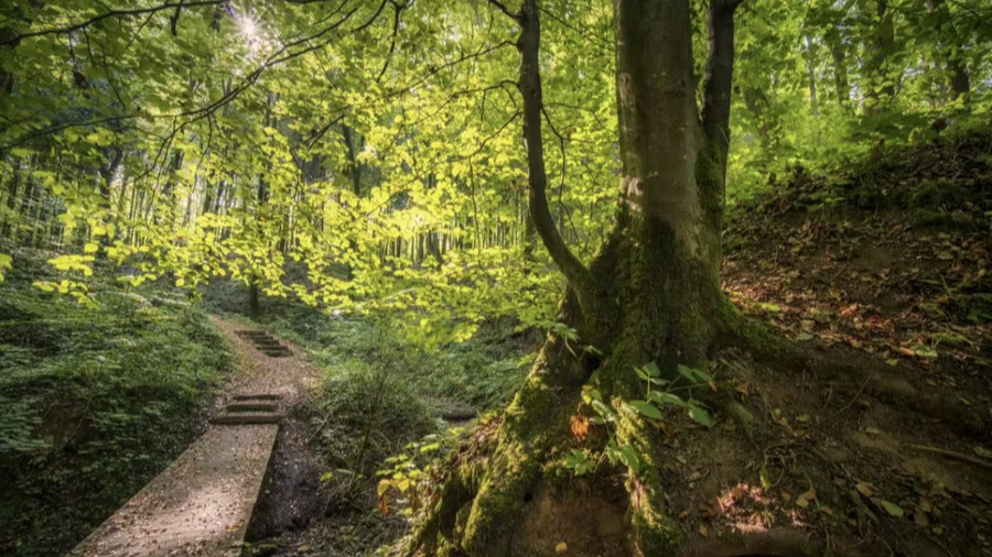 Siwe Brécken, e Schankemännchen a vill Natur