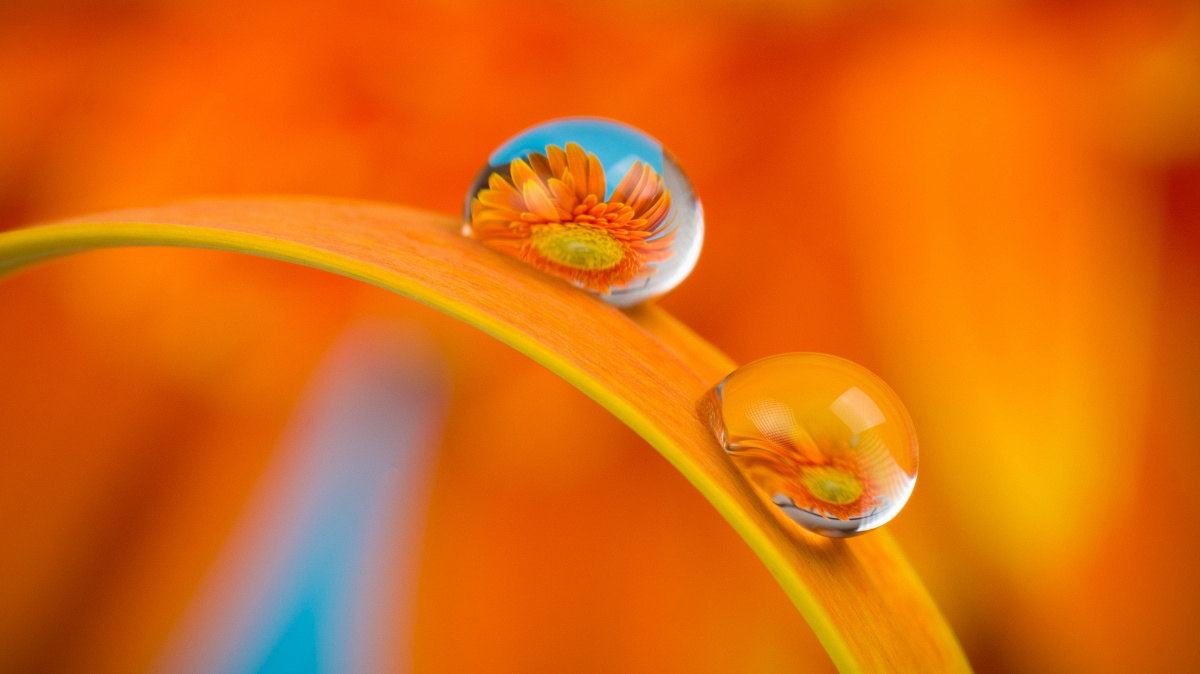 Orange - wann d'Wiermt Faarf kritt 2