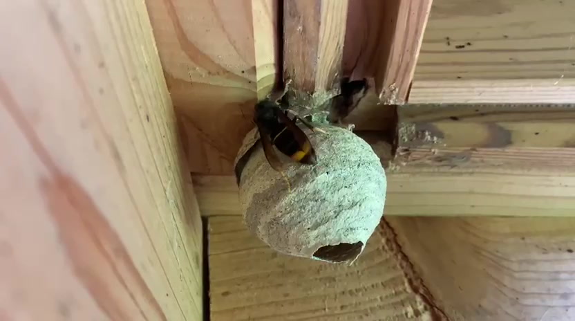 En pleine expansion au Luxembourg: Le frelon asiatique attaque les abeilles et les bourdons communs